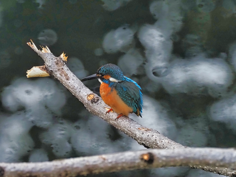 カワセミ沼～カワセミ広場にて　5/9_f0403301_11263838.jpg