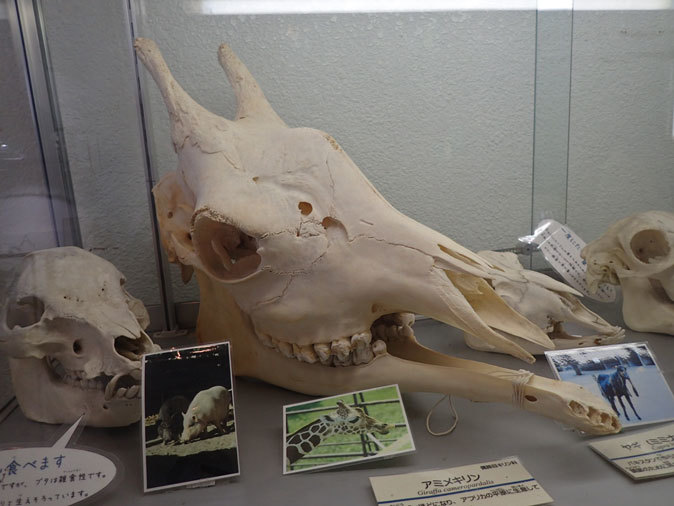 千葉市動物公園：動物科学館～あなたの知らない「骨の世界」（November