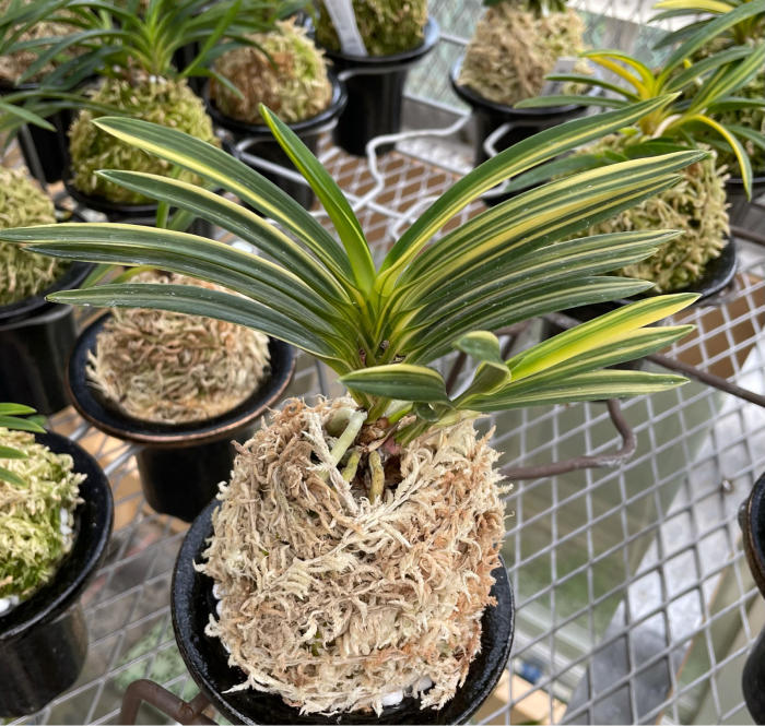 富貴蘭「ミドリマキバオー」（大小7本株立ち） 富貴蘭「ミドリマキバオー」（大小7本株立ち） - メルカリ