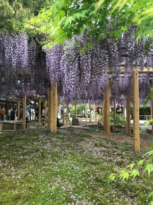 大藤の様子 2021.5.8_e0135219_14134851.jpg