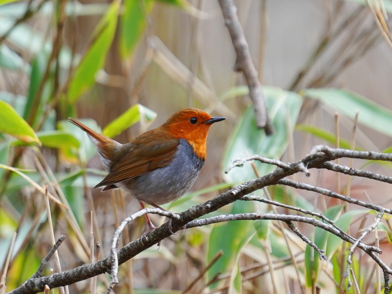 舞台以外に止ると良いのは如何して yst シエロの野鳥観察記録 舞台以外に止ると良いのは如何して yst シエロの野鳥観察記録