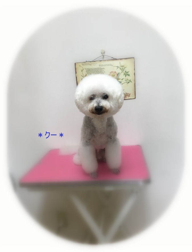 クーくん_a0315823_20122933.jpg