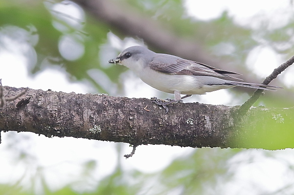 サンショウクイ、初見、初撮り(メス)_e0413627_17201780.jpg