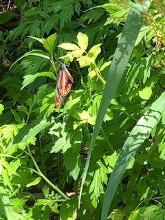 原稿用紙とエッセー オリンピックは中止を Ioc会長来日延期は何を意味するか 日本開催国の煮え切らないス態度が混迷深める 国民は開催を望んでいない 多良岳の仙人