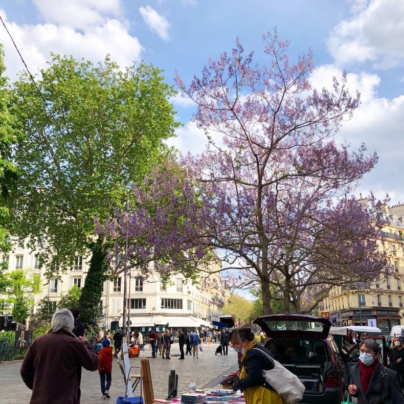 パリの街路樹 桐の花_a0231632_18204912.jpeg