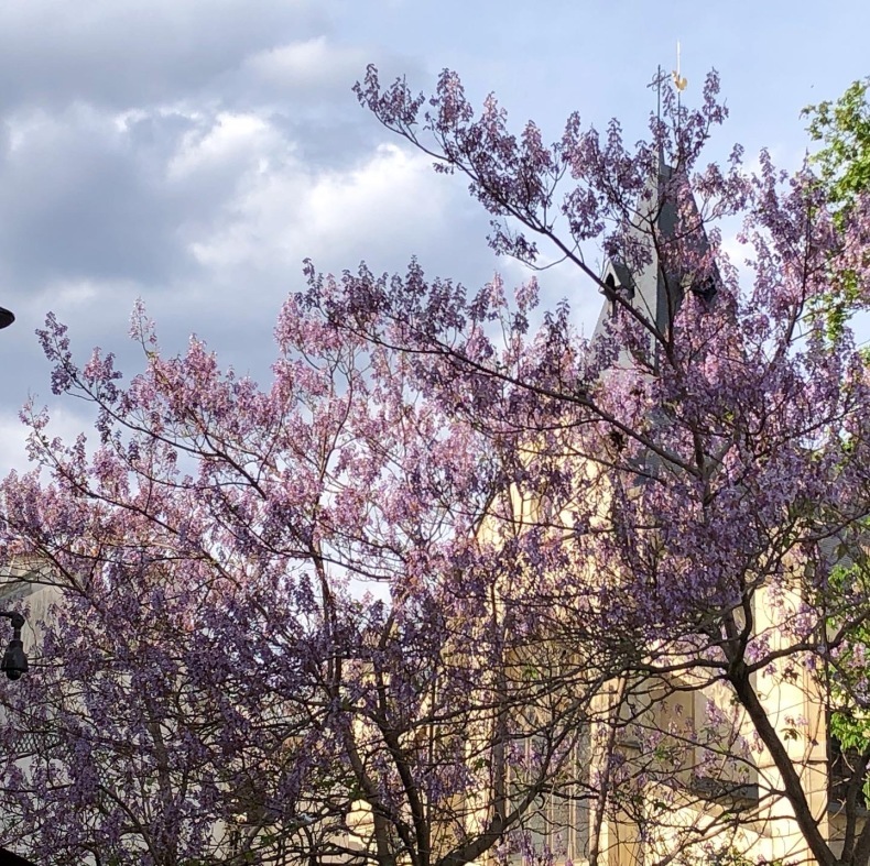 パリの街路樹 桐の花_a0231632_18210986.jpeg