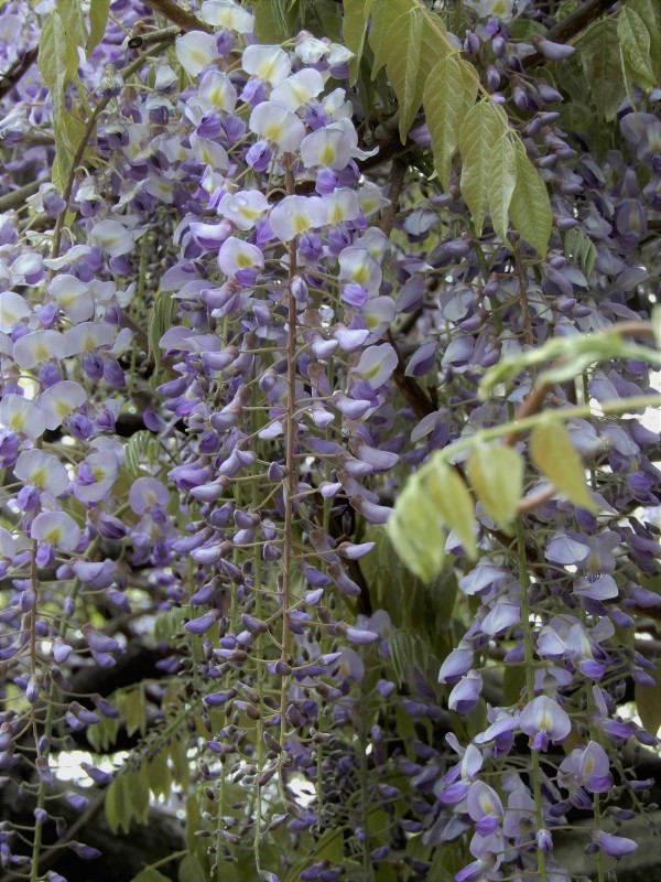 藤の雨 ＊ cascade de glycines_f0374041_06412994.jpg