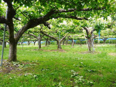 熊本梨 岩永農園 匠の摘果作業(2021) 今年は花の時期が早かったたため早くも1次摘果完了です!_a0254656_17440646.jpg