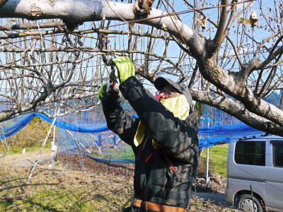 熊本梨 岩永農園 匠の摘果作業(2021) 今年は花の時期が早かったたため早くも1次摘果完了です!_a0254656_17583787.jpg