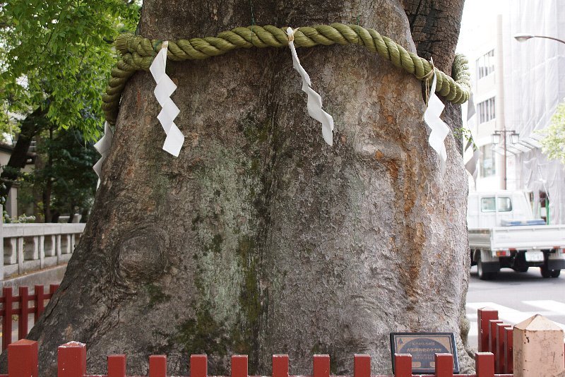 新緑の大國魂神社_a0355365_22054299.jpg