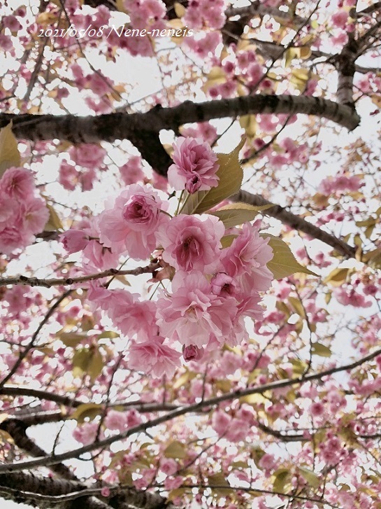 5月8日と9日の八重桜 今日は何をする 5月8日と9日の八重桜 今日は何をする