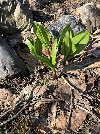 初物続々・・その１、行者ニンニクと山わさび。_d0251572_05120597.jpg