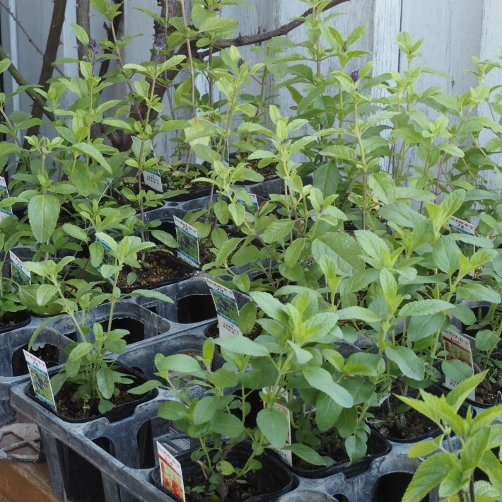 セージ系の苗入荷しました Sola Og Planta ハーブを育てながら セージ系の苗入荷しました Sola Og Planta ハーブを育てながら