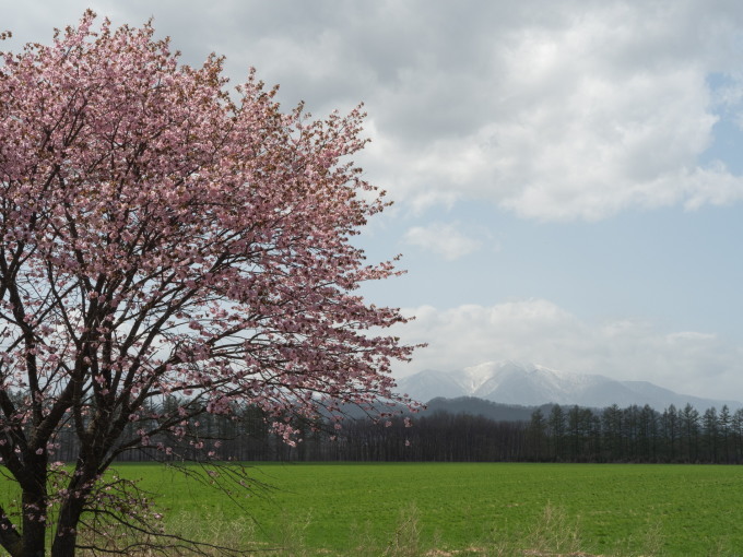 5月の中札内村・桜のある風景を散策してみました。_f0276498_21511950.jpg