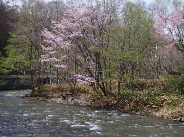 えにわ湖・桜広場（花見は近間で⑥最終）/桜とメジロ_c0360399_21072623.jpg