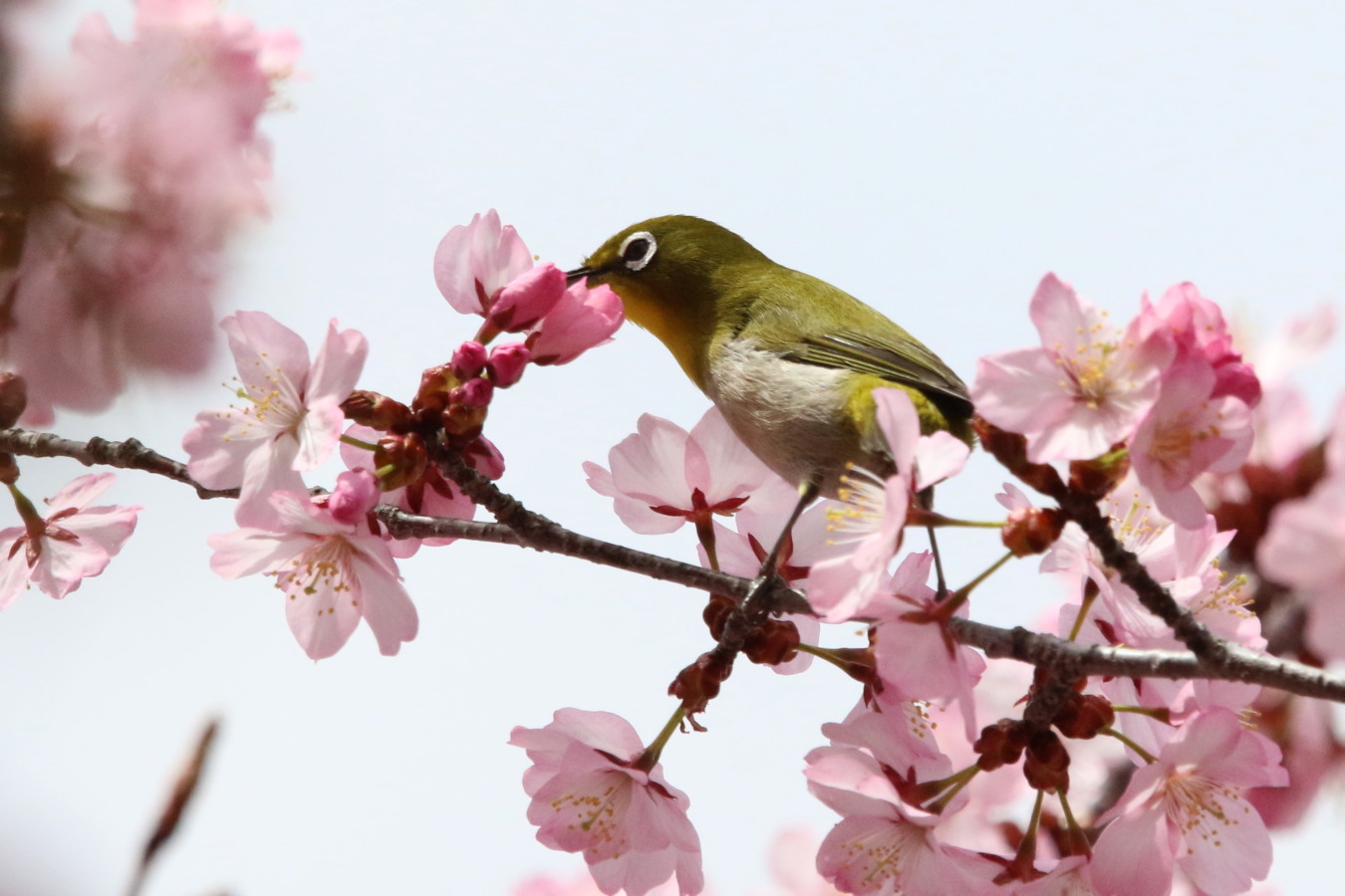 えにわ湖・桜広場（花見は近間で⑥最終）/桜とメジロ_c0360399_21262802.jpg