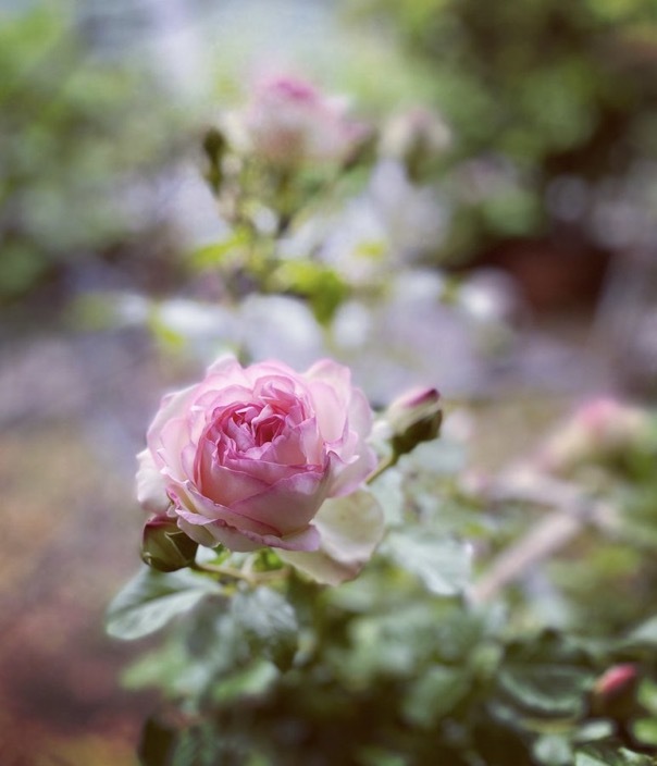 リルケ 薔薇の眠り_c0203401_13271295.jpeg