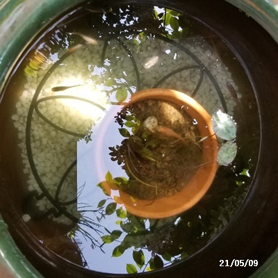 母の日、庭の花、ワクチン予約、N叔母_c0051105_22455246.jpg