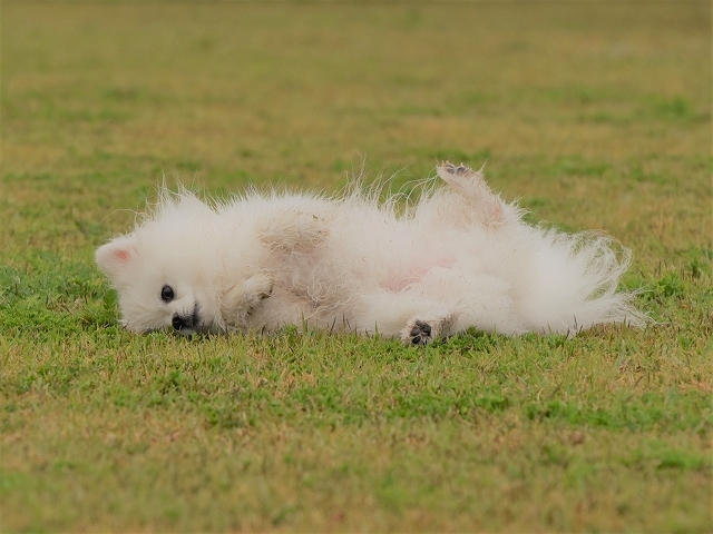 いくらなんでも早過ぎだよねー_d0360206_20124004.jpg