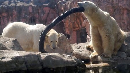 仙台 八木山動物公園のラダゴル Ladogor カイ とポーラ Paula の近況 長い休園期間を経て間もなく開園へ Polarbearology Conjectaneum