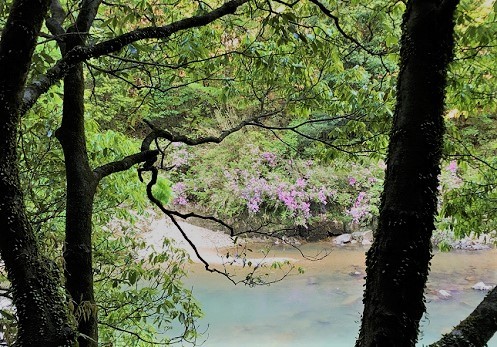 岸躑躅 百留ななみ_f0371014_10351496.jpeg