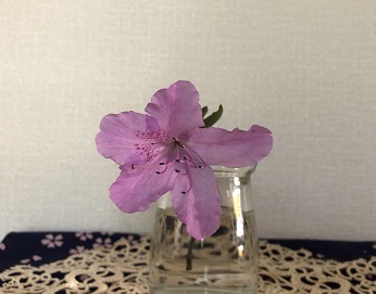 岸躑躅 百留ななみ_f0371014_10355006.jpeg