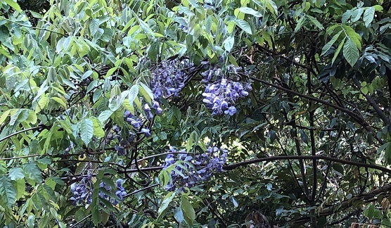 岸躑躅 百留ななみ_f0371014_10360497.jpeg