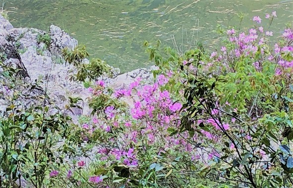 岸躑躅 百留ななみ_f0371014_10371264.jpeg