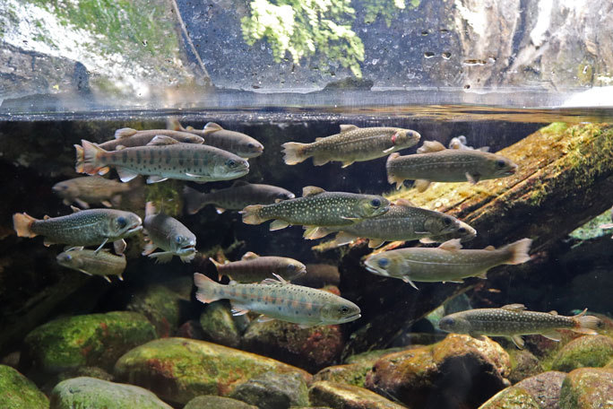 水生物館の多彩な水槽群(井の頭自然文化園 March 2020)_b0355317_11532710.jpg