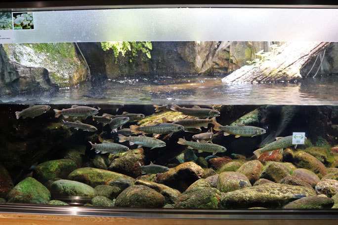 水生物館の多彩な水槽群(井の頭自然文化園 March 2020)_b0355317_11543375.jpg