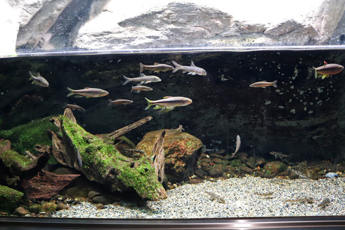 水生物館の多彩な水槽群(井の頭自然文化園 March 2020)_b0355317_11554881.jpg