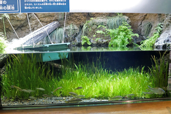 水生物館の多彩な水槽群(井の頭自然文化園 March 2020)_b0355317_11580611.jpg