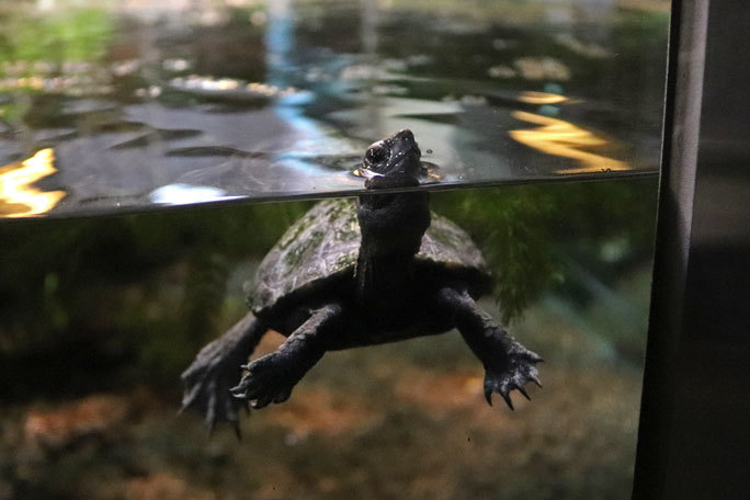 水生物館の多彩な水槽群(井の頭自然文化園 March 2020)_b0355317_12043789.jpg