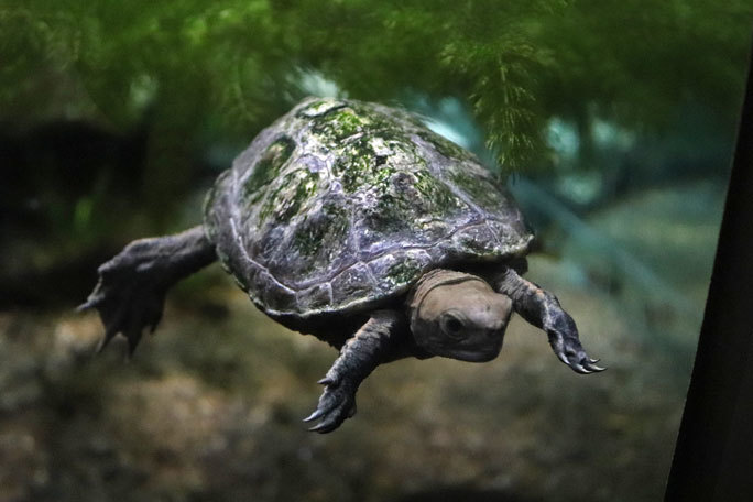 水生物館の多彩な水槽群(井の頭自然文化園 March 2020)_b0355317_12053969.jpg