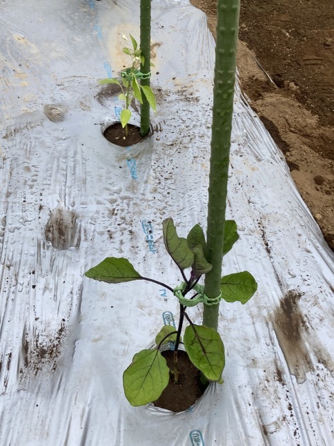 農業体験教室4 茄子とピーマンの植え付け 枝豆の間引き_d0348118_13350760.jpeg