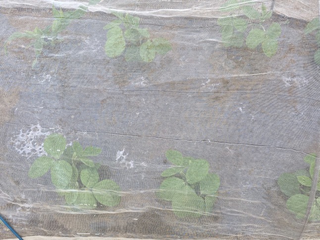 農業体験教室4 茄子とピーマンの植え付け 枝豆の間引き_d0348118_13361619.jpeg