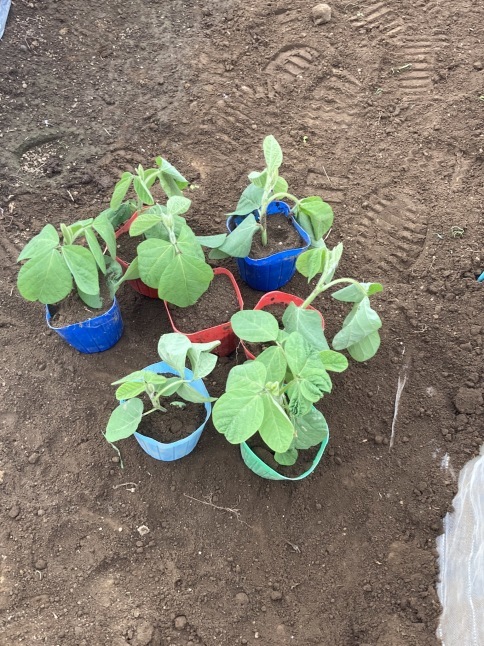 農業体験教室4 茄子とピーマンの植え付け 枝豆の間引き_d0348118_13365713.jpeg