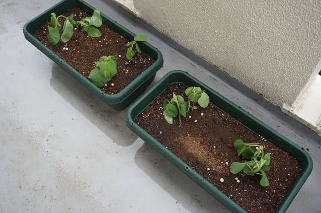 農業体験教室4 茄子とピーマンの植え付け 枝豆の間引き_d0348118_13380647.jpeg