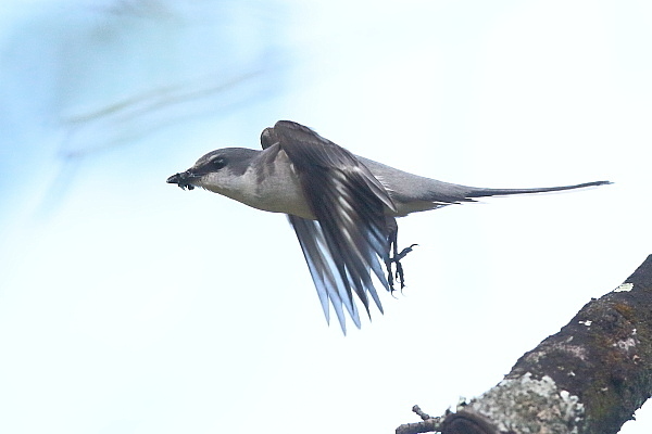 サンショウクイ、初見、初撮り(飛び出し)_e0413627_16591558.jpg