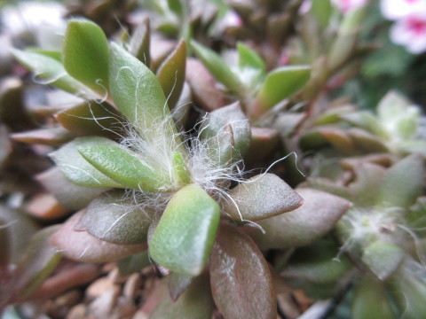 もしゃもしゃ毛のある多肉植物 吹雪の松 あるまじろの庭 もしゃもしゃ毛のある多肉植物 吹雪の松 あるまじろの庭