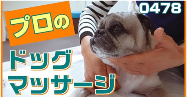 小虎君のマッサージ 動画 はばたけ ｍｙ ｓｏｕｌ