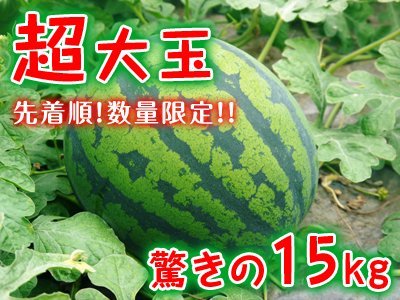 熊本産!匠の『夢スイカ』令和3年の大玉スイカ『春のだんらん』はラストチャンス!超大玉スイカも販売中! _a0254656_17550670.jpg