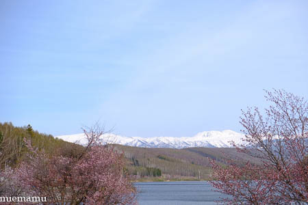 桜と野鳥さんと~5月の聖台ダム2021_d0340565_19194347.jpg
