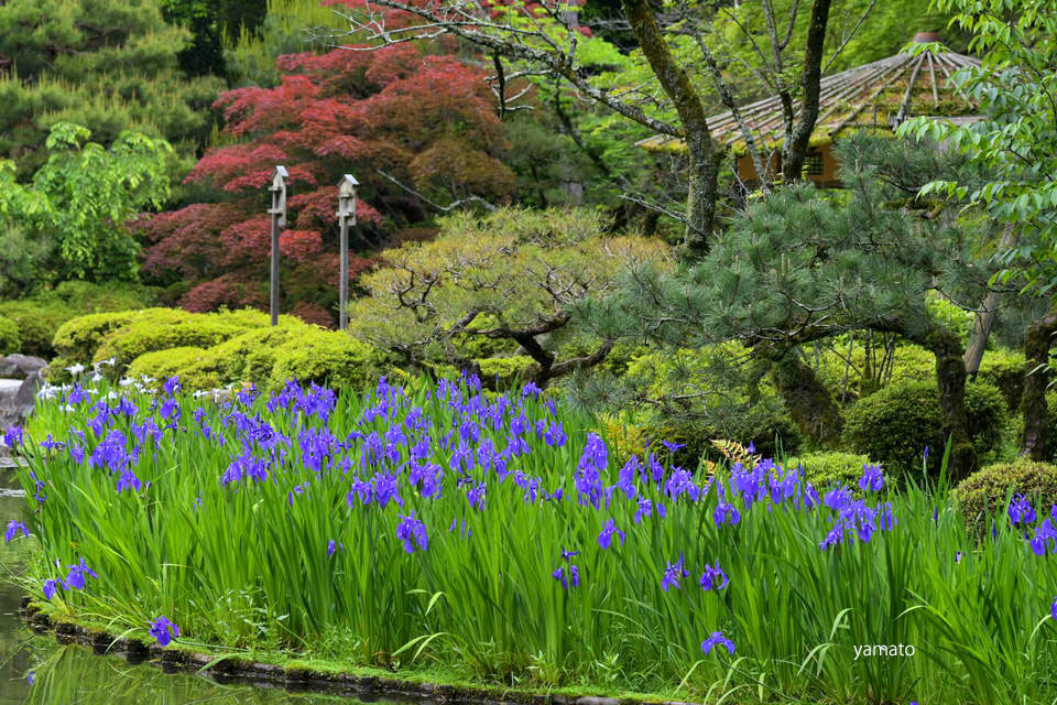 平安神宮神苑でカキツバタを観る_c0406666_16093769.jpg