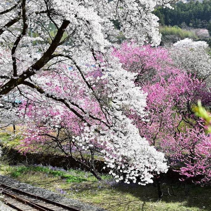 「横田先輩から画像送られてきた花」_a0075684_09014383.jpg