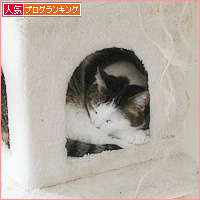 しろちゃんのおひっこし_a0389088_16031952.jpg