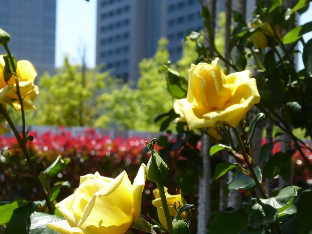 バラの一番いい季節♪　品川の芝浦中央公園のバラ園♪_b0287088_21441141.jpg