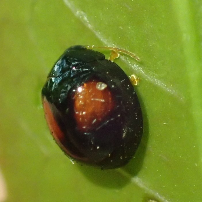 ヘリグロテントウノミハムシ Argopistes Coccinelliformis 写ればおっけー コンデジで虫写真