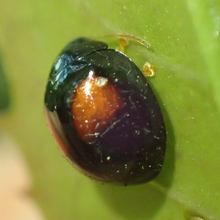 ヘリグロテントウノミハムシ Argopistes Coccinelliformis 写ればおっけー コンデジで虫写真 ヘリグロテントウノミハムシ Argopistes Coccinelliformis 写ればおっけー コンデジで虫写真