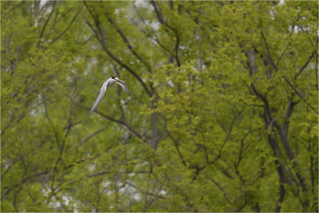 公園の鳥たち_a0076493_14241613.jpg